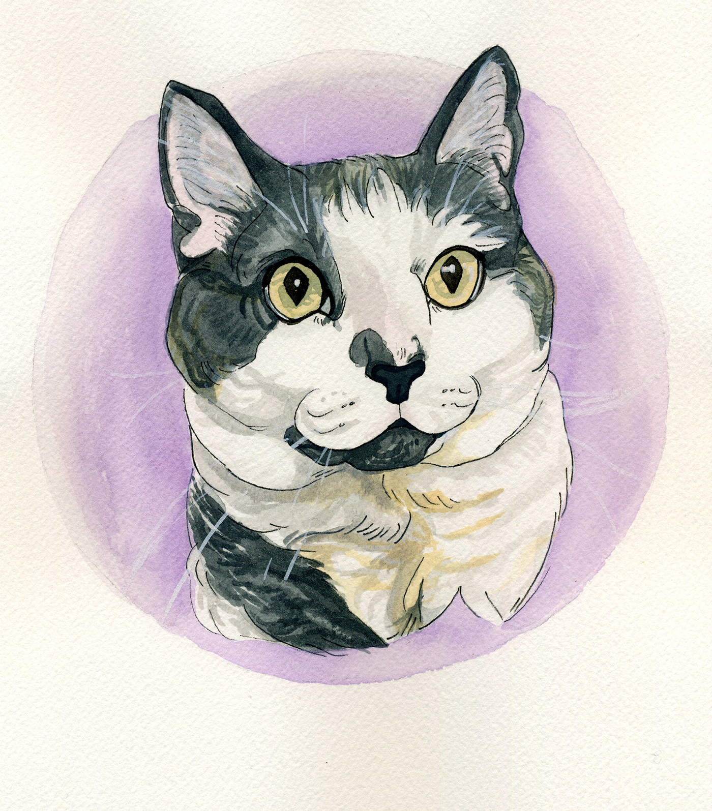 animal Cat cat portrait commission Pet Pet Portrait portrait