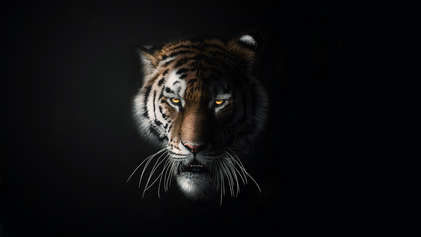 tiger photo dark head