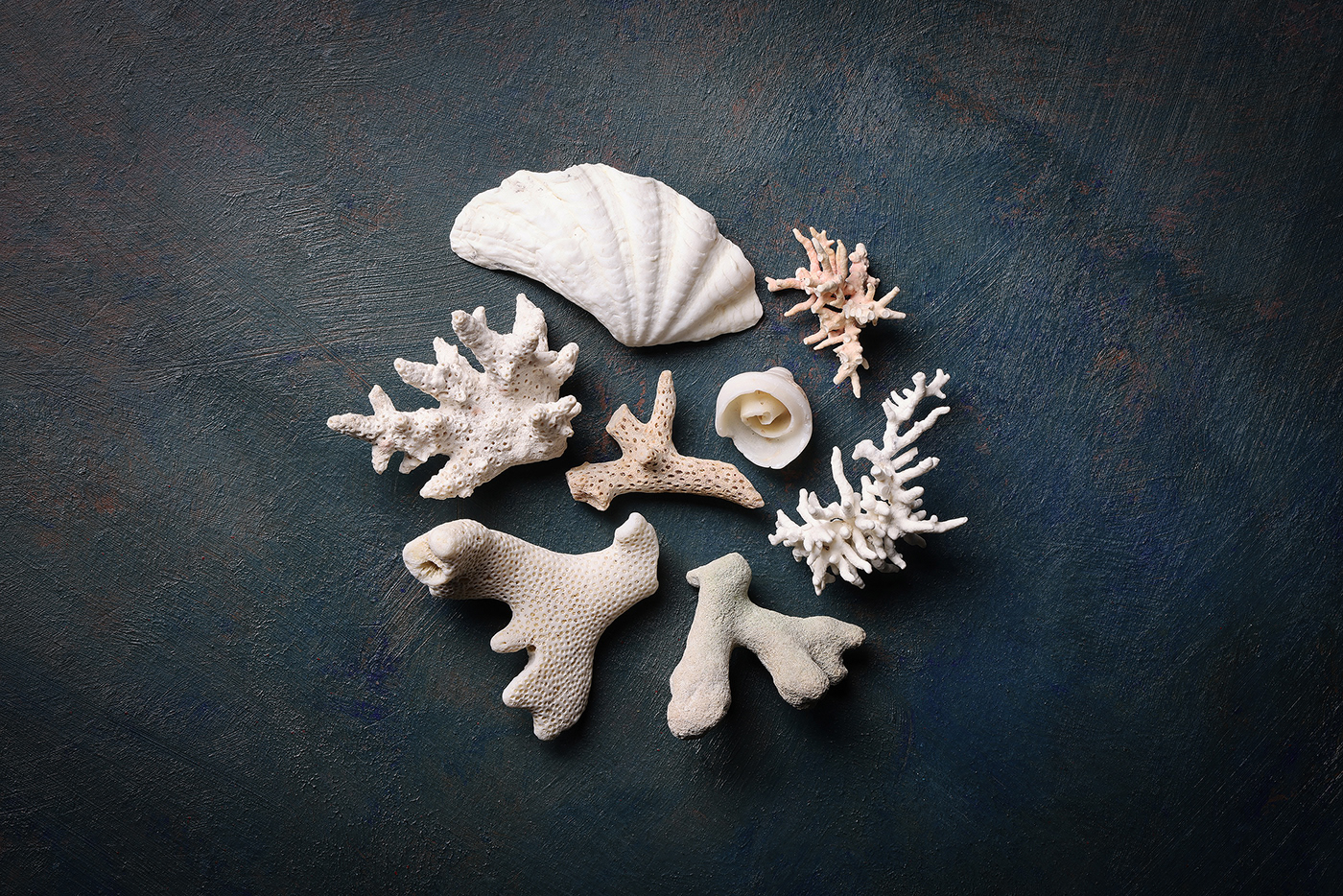 Collection composition corals Nature reef sea shells still life still life photography underwater