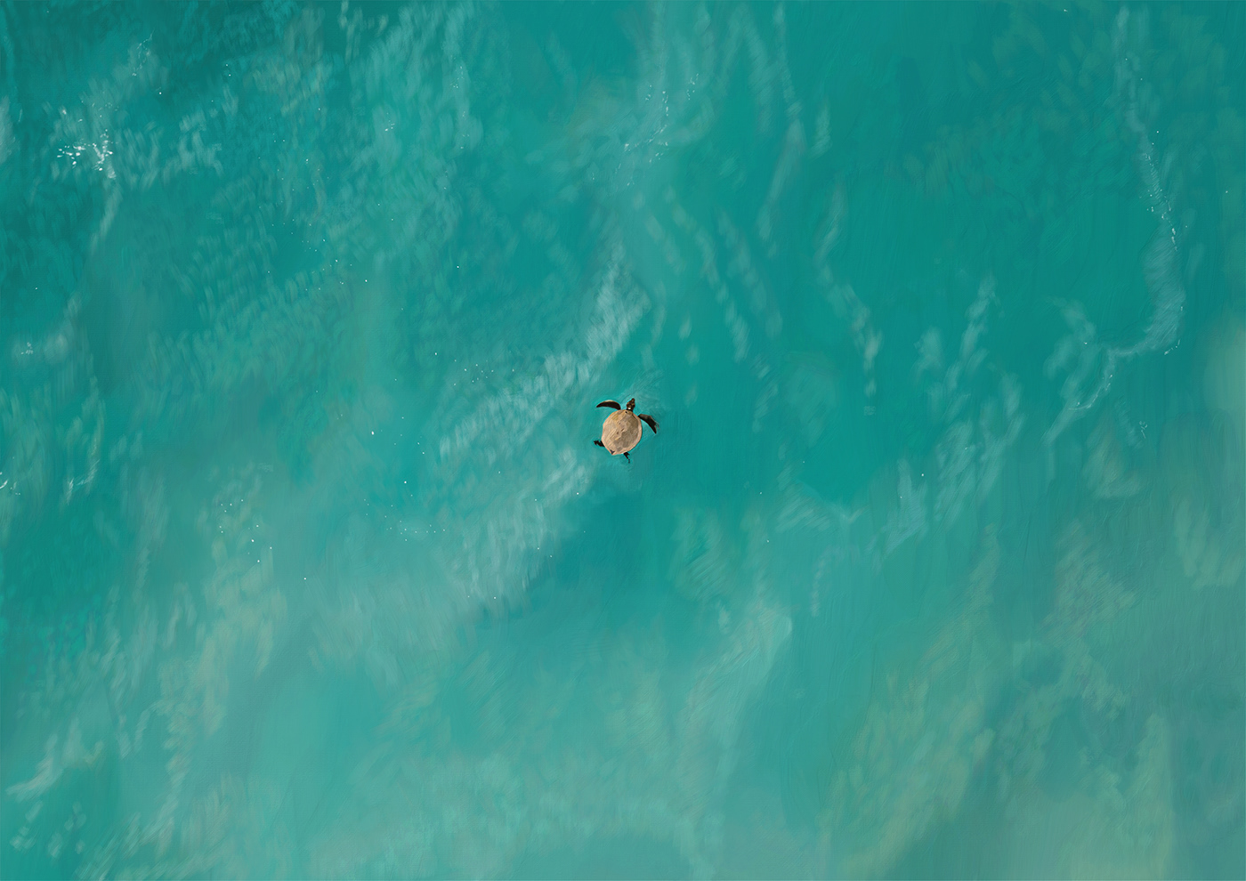 adobe fresco digital Digital Art  digital painting fresco Ocean sea tortuga Turtle