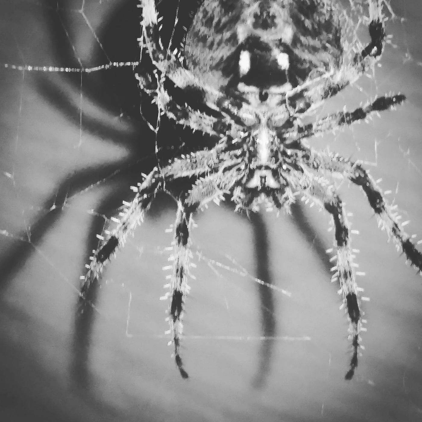 Arachnid arachnids giant spider macro Nature nature photography orb weaver orb weaver spider photo spider Spider close up spider photo spiders