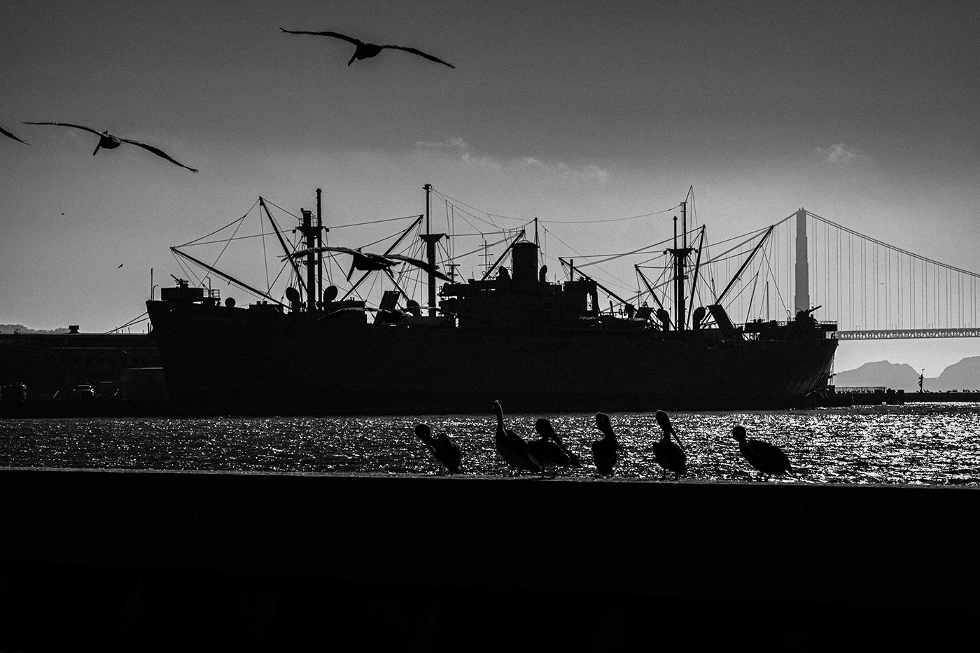 ship boat sea Ocean water Nature Photography  lightroom animals pelican