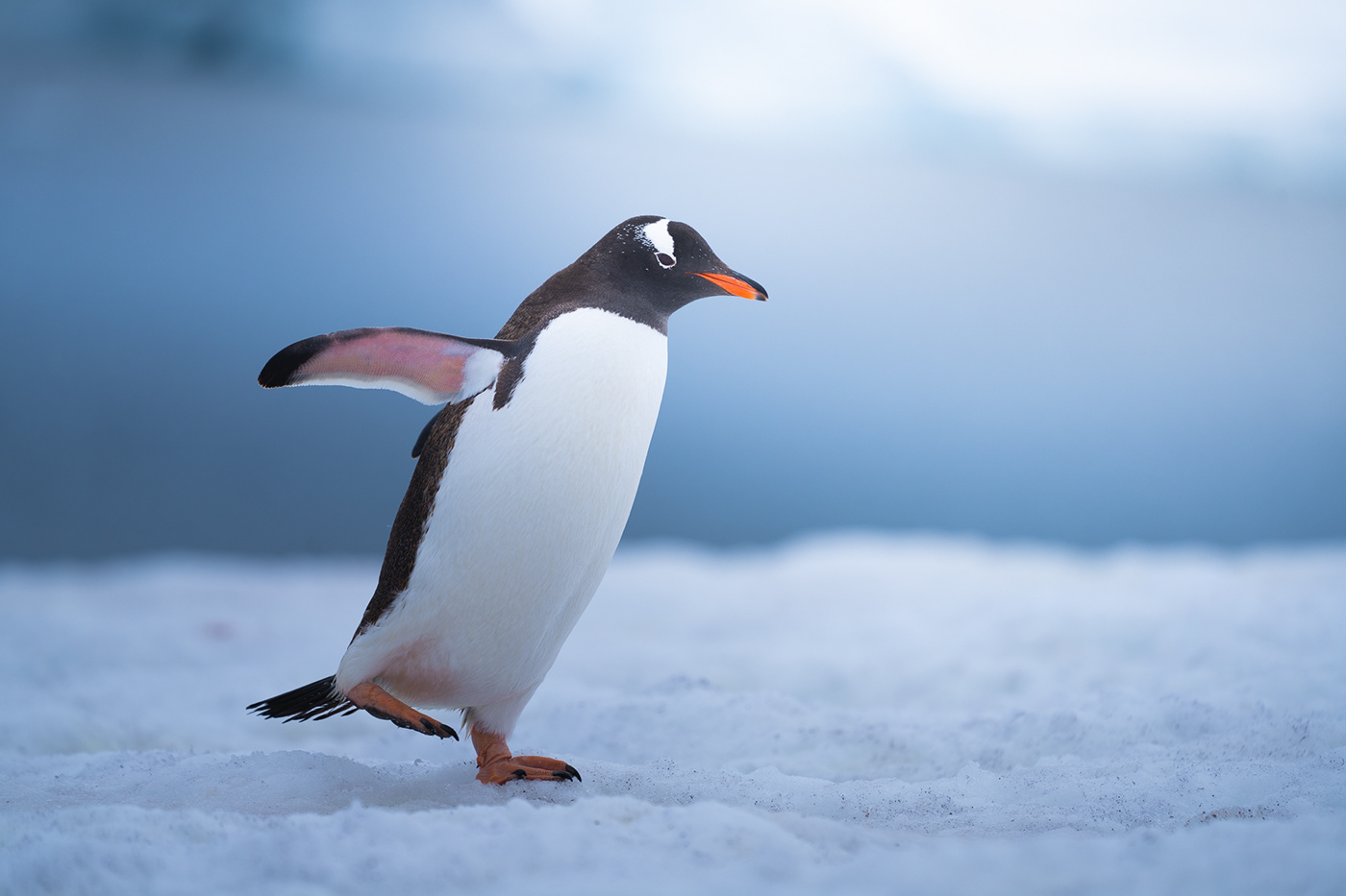 antarctic antarctica cute gentoo global warming ice magdalena penguins