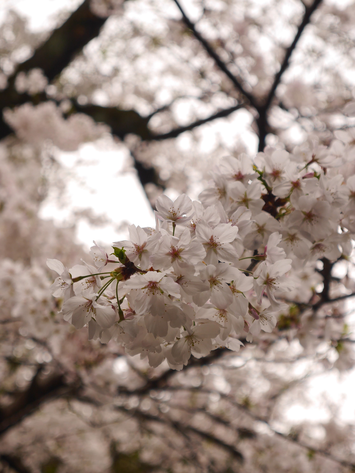 flower cherry blossom