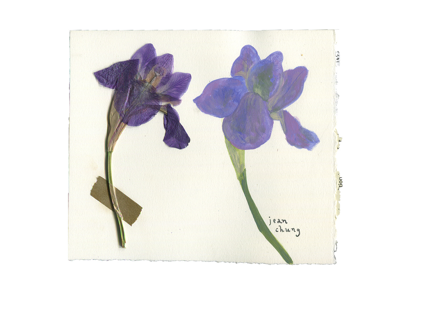 collages painting   Flowers botanical illustrations Drawing 