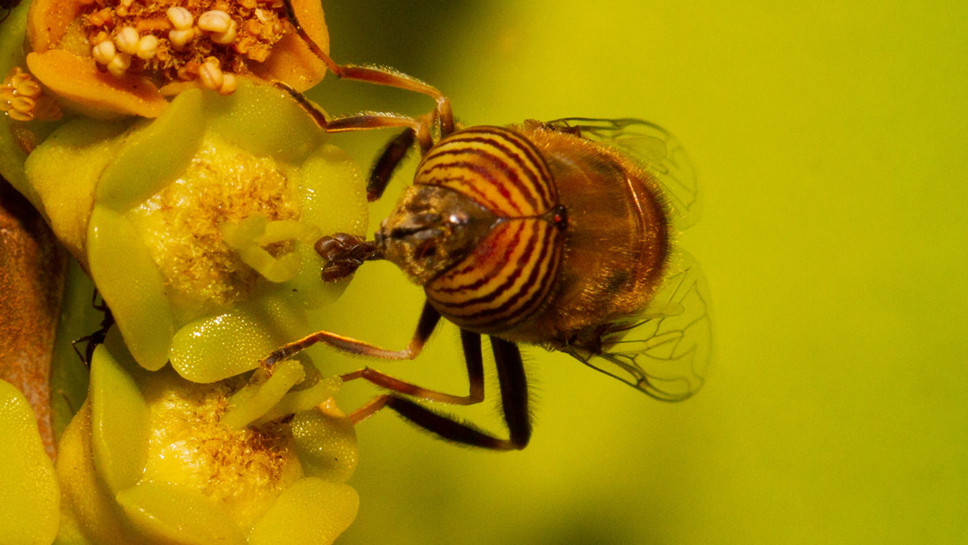 Euphorbia eyes Fly hover insect legs no people Pollen proboscis wings