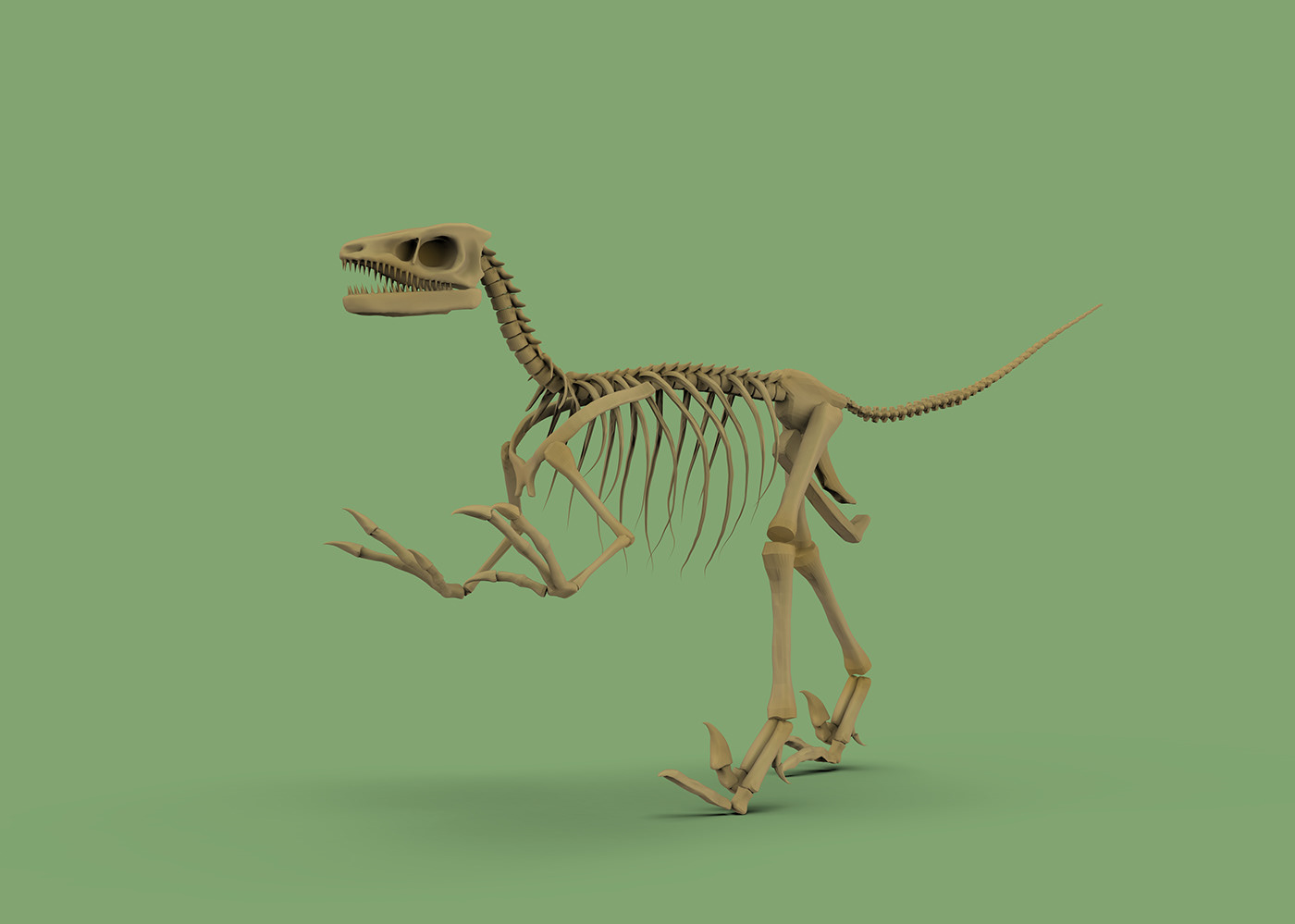 skeleton velociraptor Dinosaur prehistoric 3D Render esqueleto