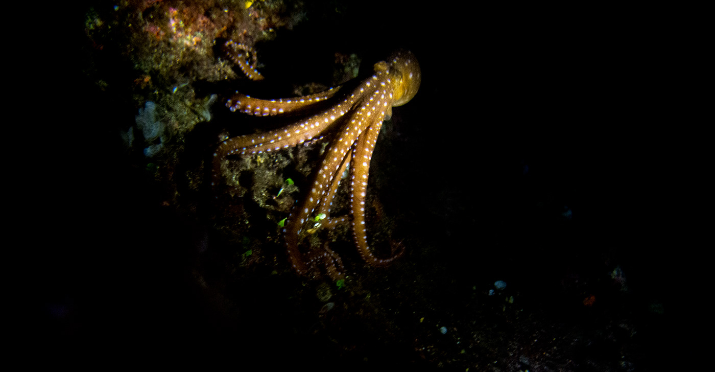 underwater octopus sea undersea underwaterphotography animals