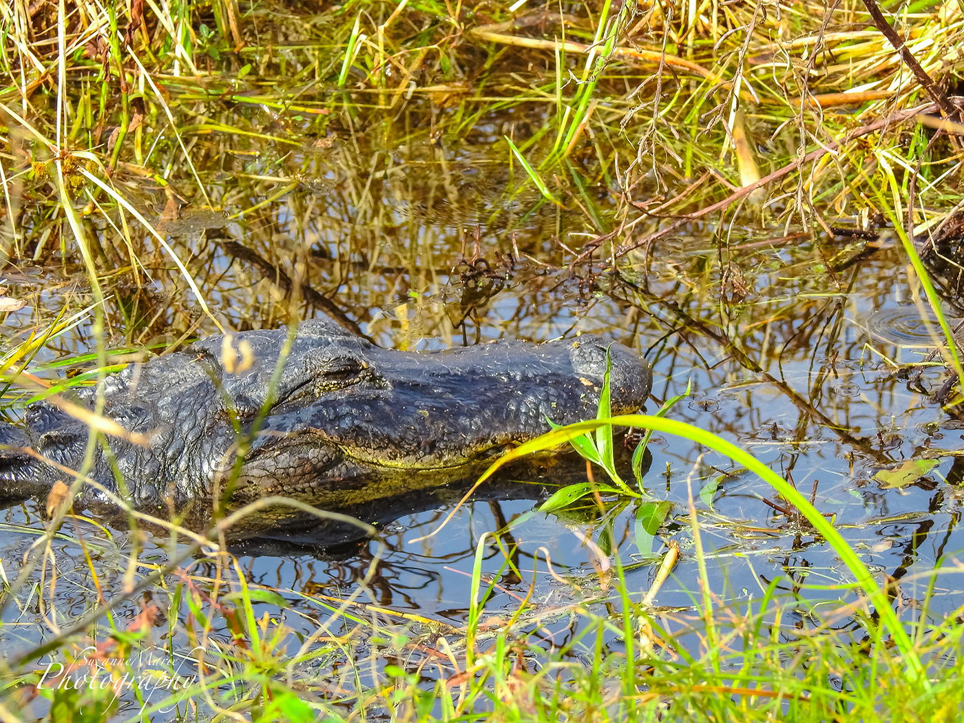 reptile animal Nature Photography  photographer gator animals alligator