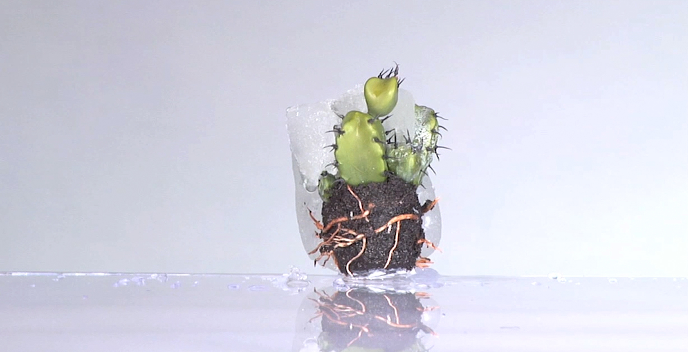 cactus green unconventional Nature insurance ice protection shooting Plant cold weather Time Lapse life security ied