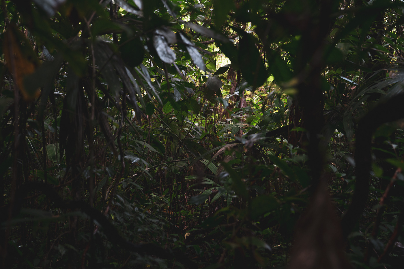 animals colour design jungle Nature nicaragua Photography  photojournalism  texture wild