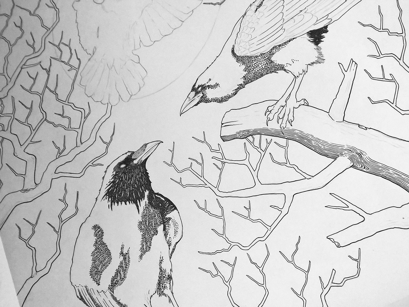 albinorhino albumart crow Drawing  ILLUSTRATION  ink inkdesign penandink VinylART