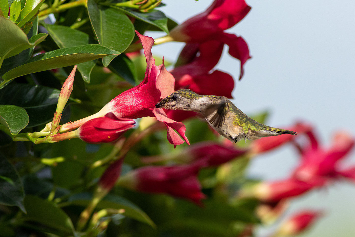 hummingbird dipladenia garden nectar
