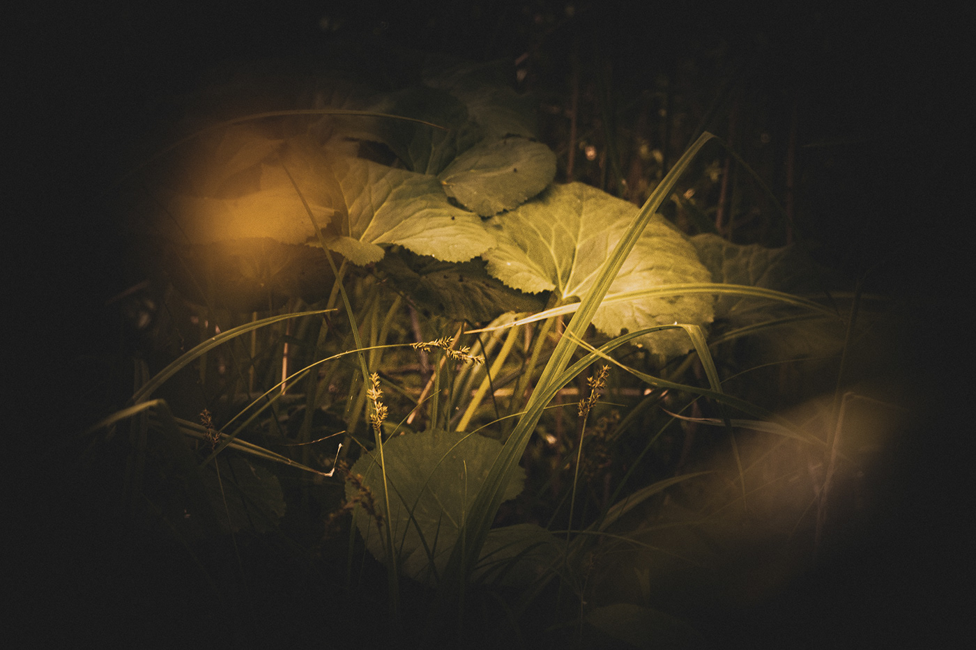 forest lightroom Nature Photography  summer
