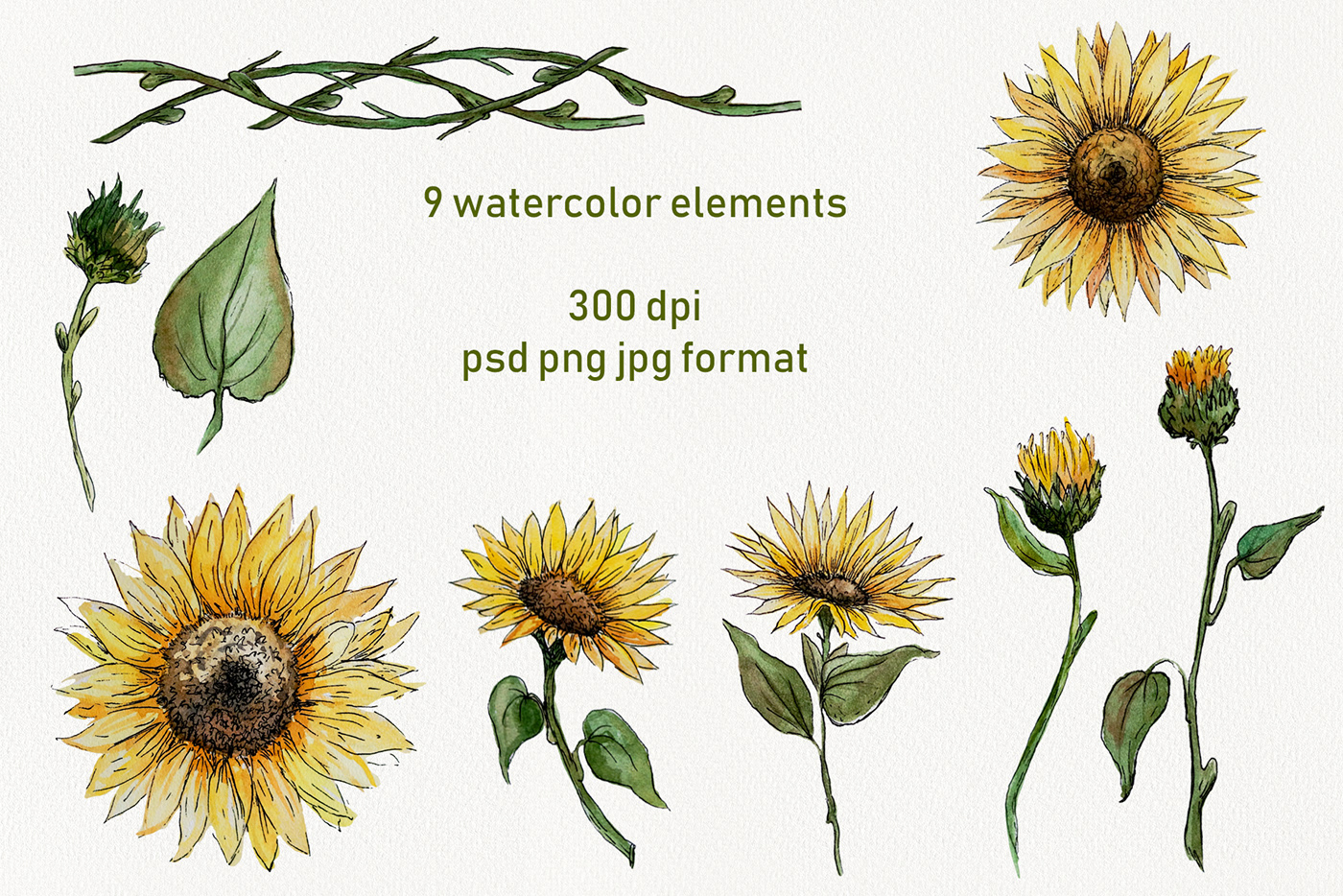 watercolor sunflower Collection set hand drawn summer pattern frame Flowers yellow