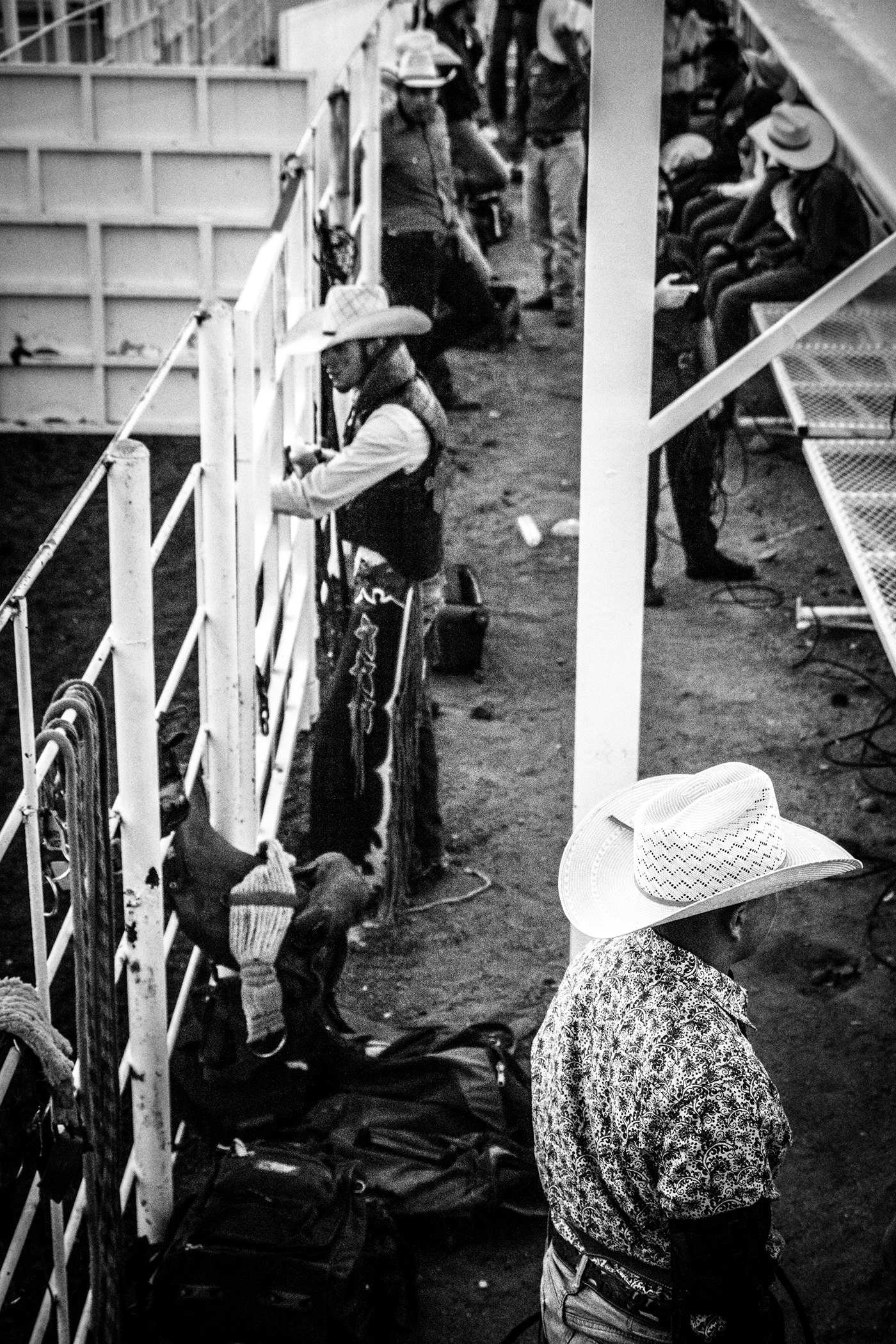 rodeo TeamRoping animals horses bulls Arena ropes people COWBOYS