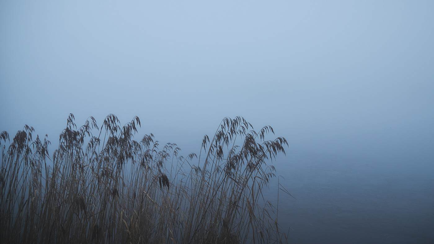 fog forest germany haze lake mist mood Tree  way wood