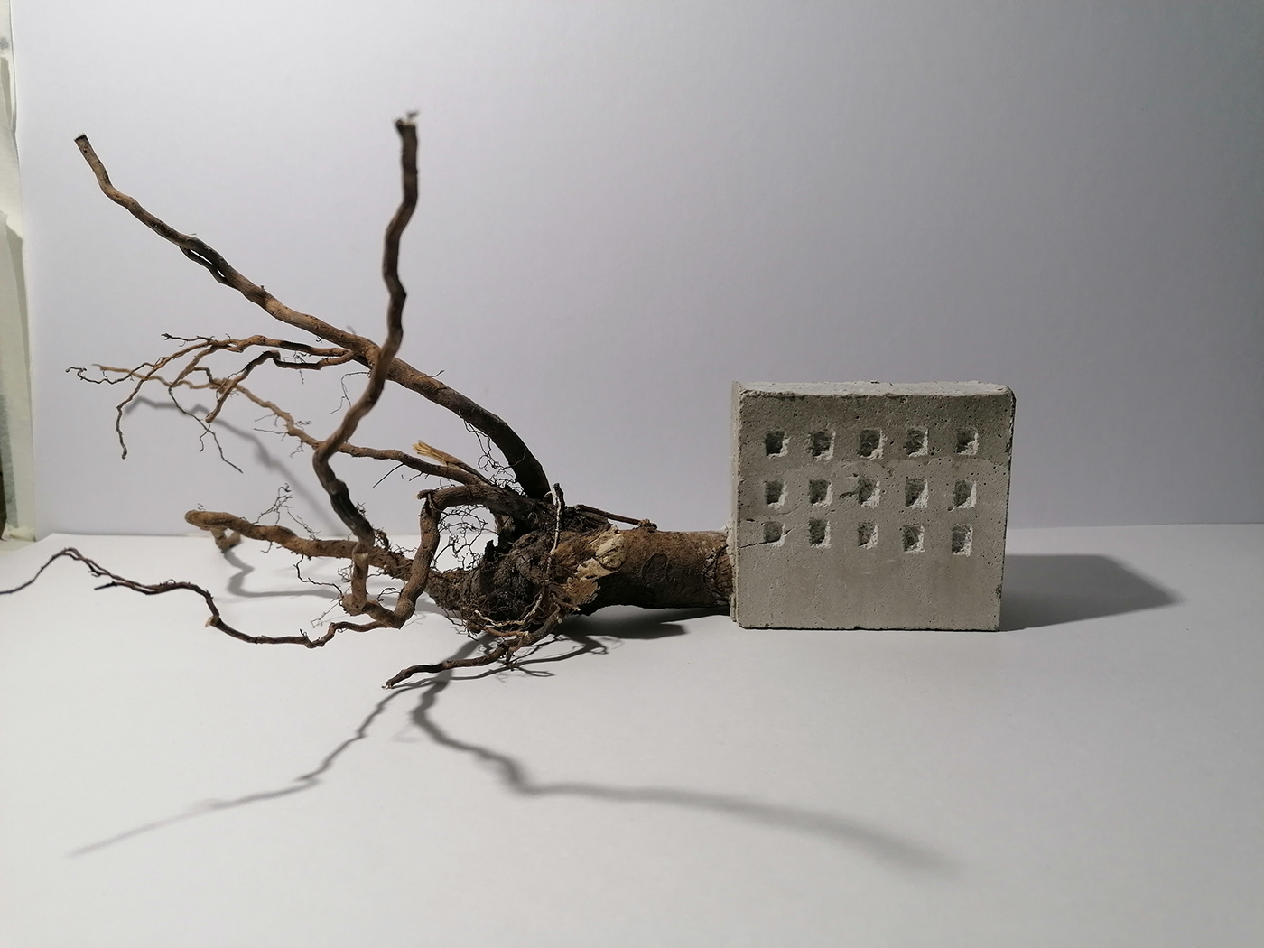 building concrete roots Environnement