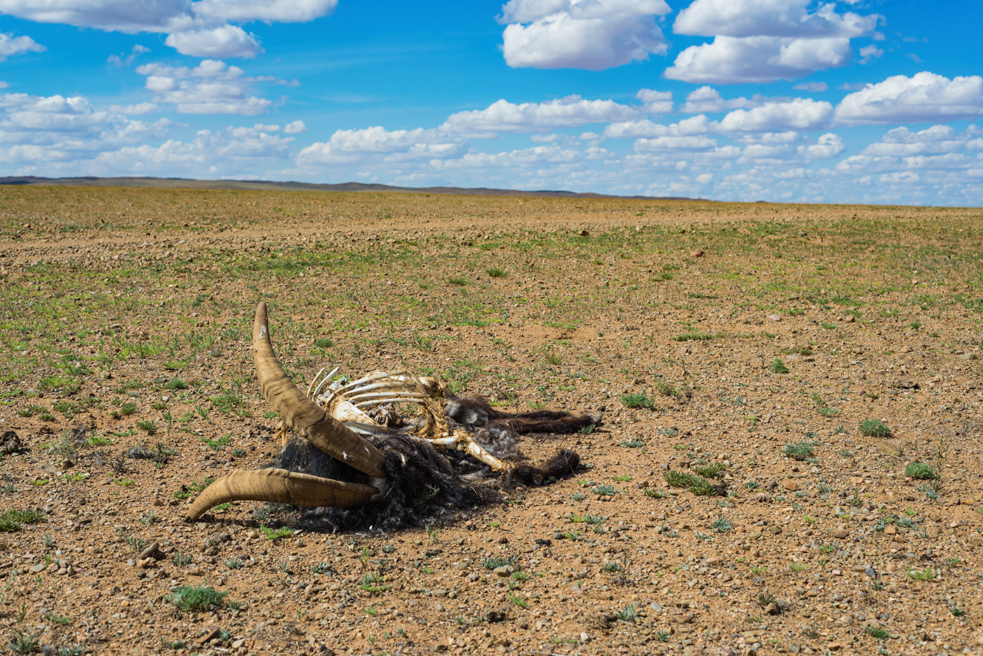 gobi mongolia desert animals death cadaver dry