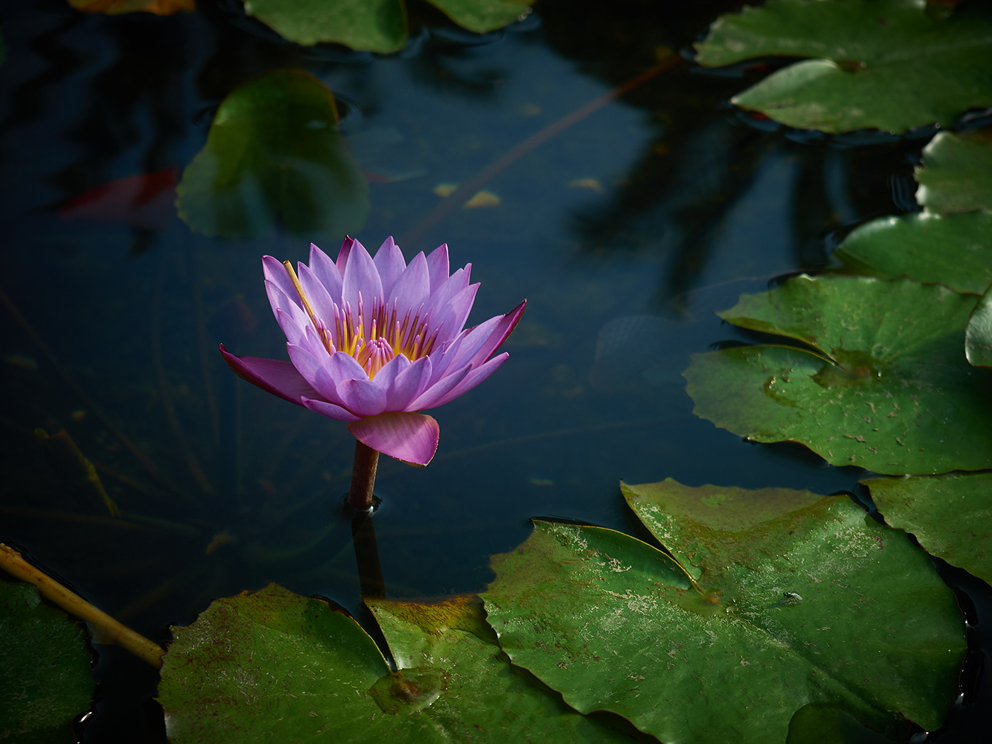 dizlarka leah larisa bunshaft Lotuses in water Photography  photoshoot
