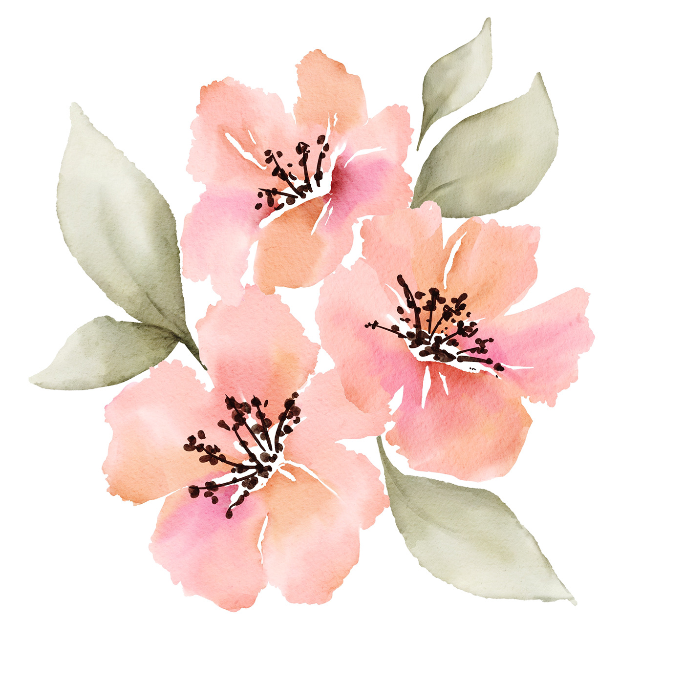 clipart flower pink watercolor