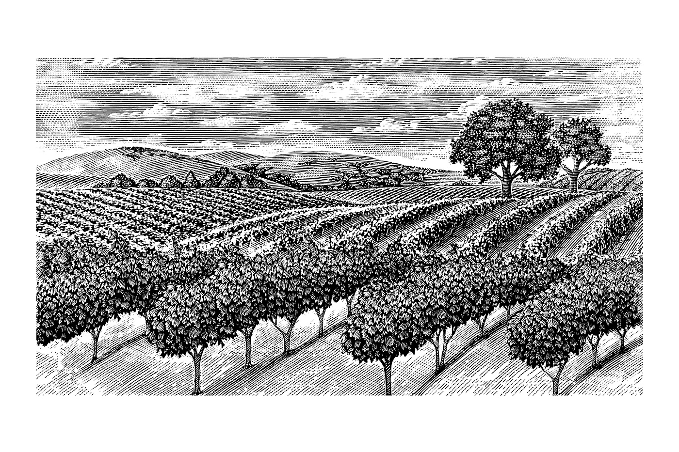 etching LANDSCAPE ILLUSTRATION line art pen and ink scratchboard Steven Noble vineyard illustrations Vineyards woodcut