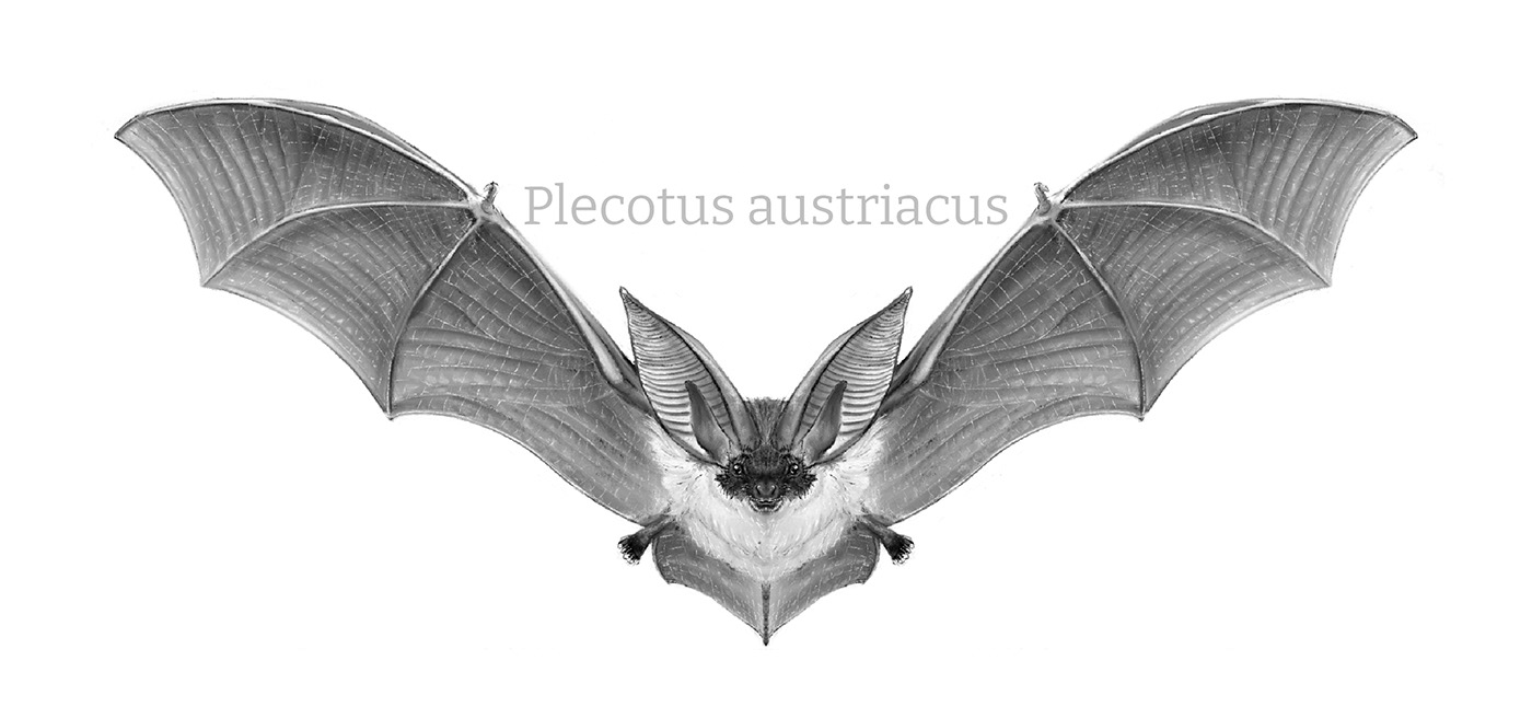 animals bat Bats black and white book Drawing  editorial eductional ILLUSTRATION  pencil