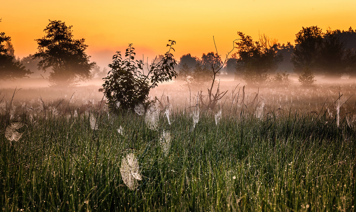 cobwebs Landscape meadow MORNING poland spider spiderwebs Sunrise warta