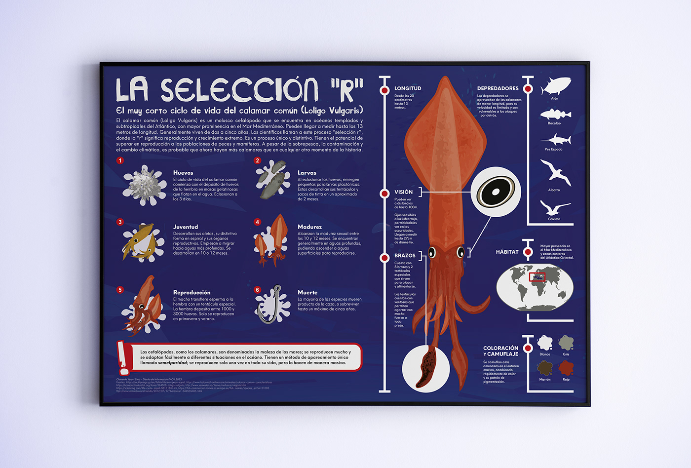 ILLUSTRATION  informationdesign information Squid animal animals infographic infographics Digital Art  life