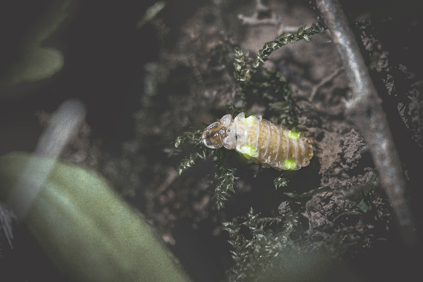 firefly Nature Photography  insect animal beetle nature photography forest lightroom