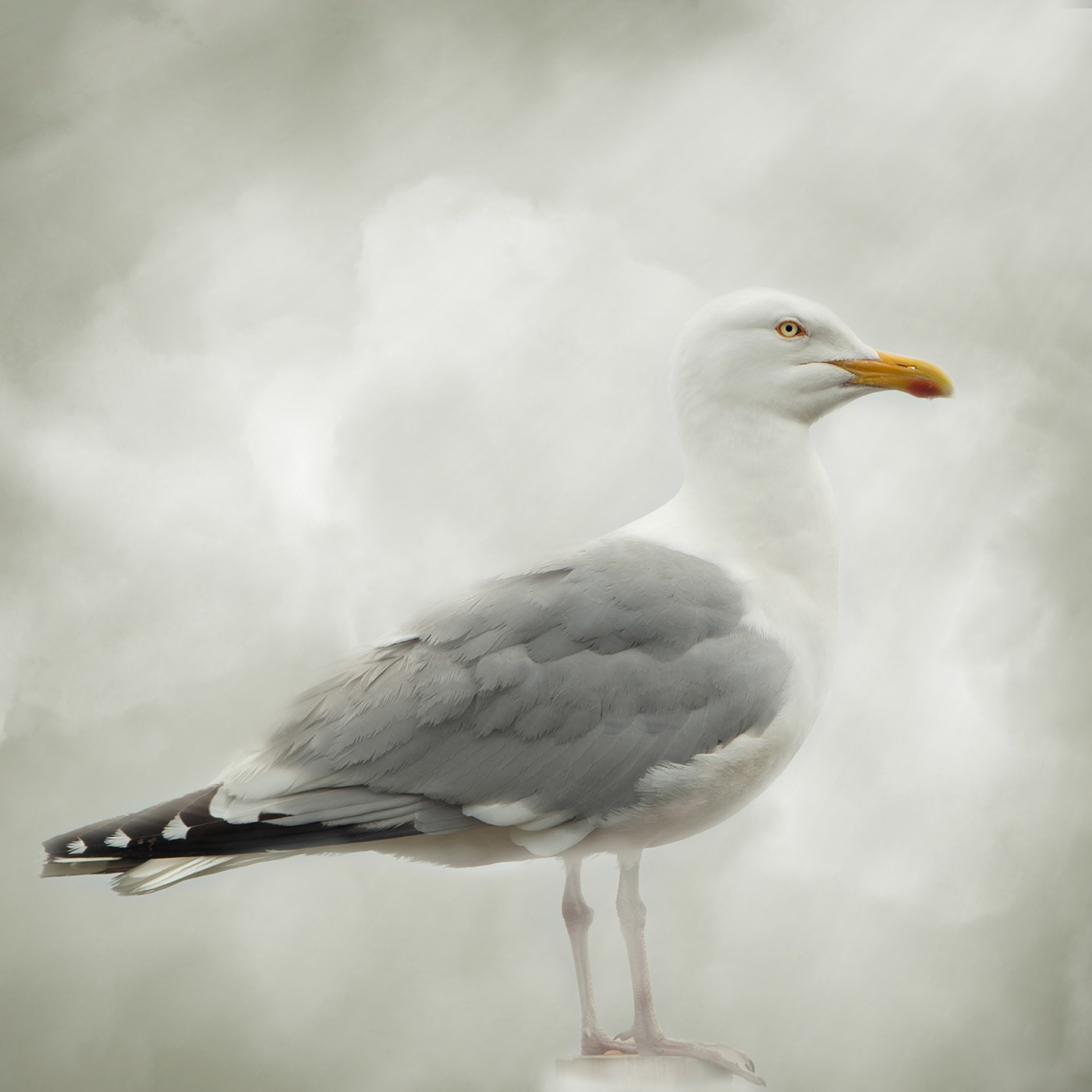 bird Coast Nature Photography  seabird seagull wild