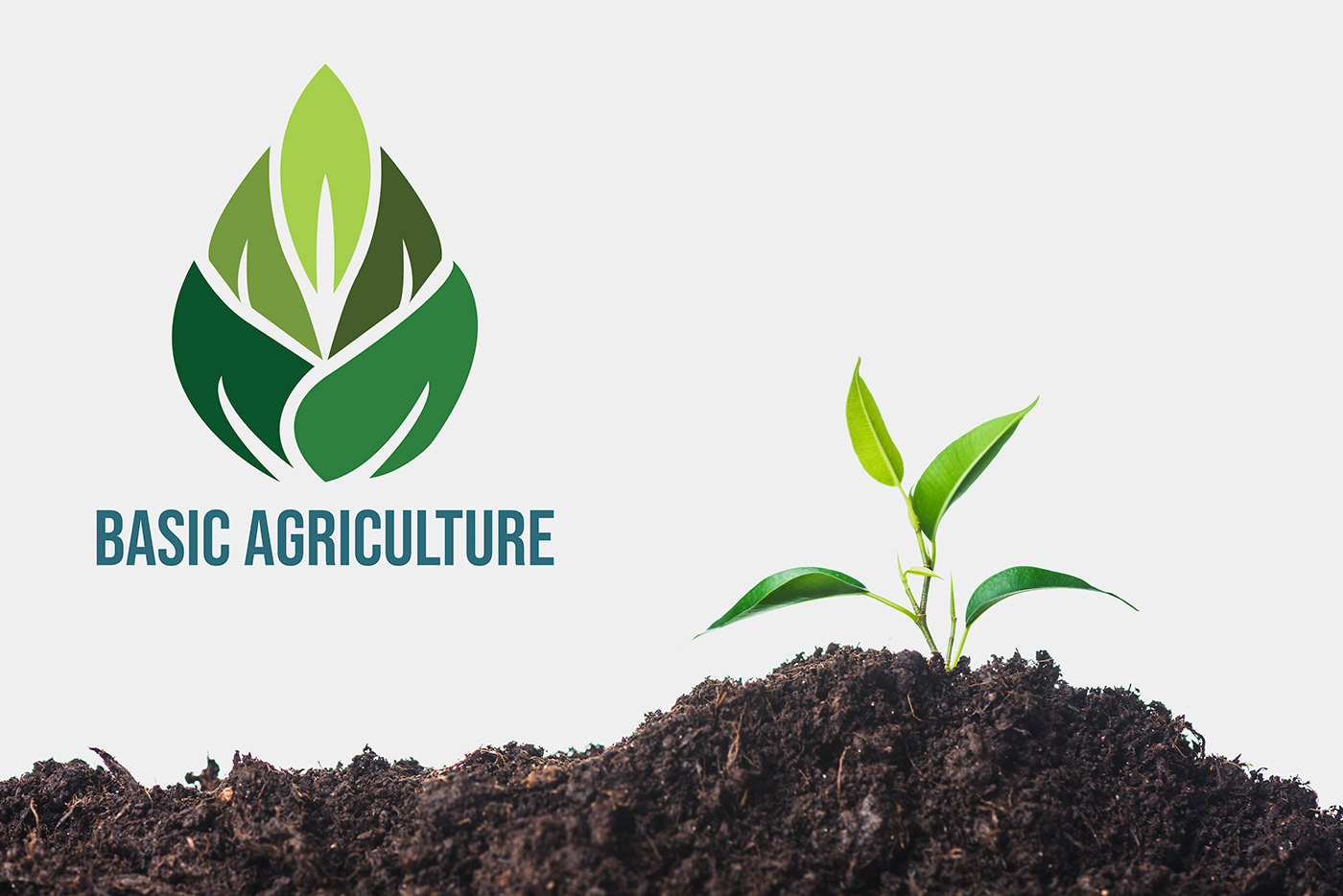 adobe illustrator agriculture logo designing minimalist branding  farming typography  