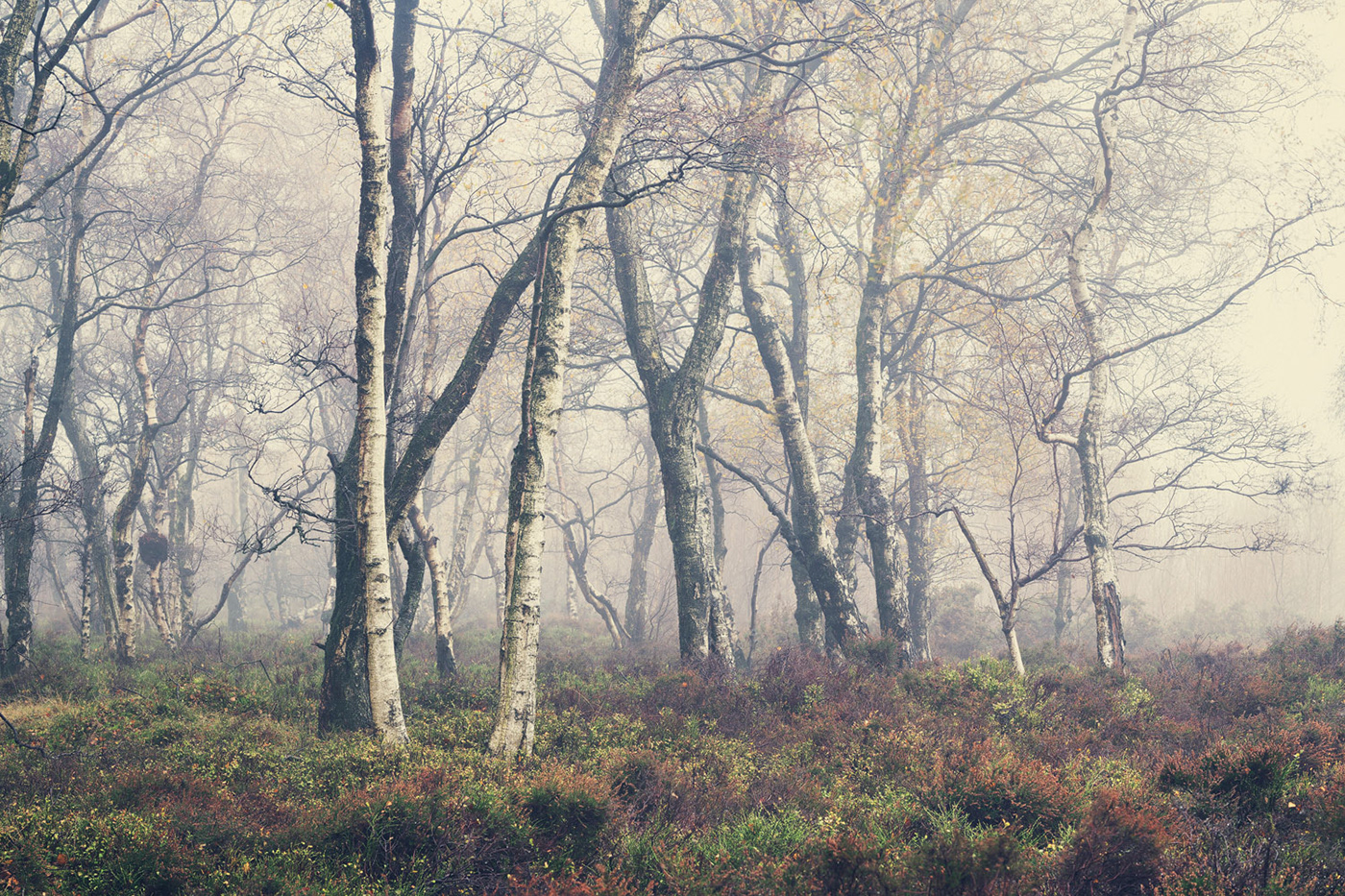 autumn birch birch trees fog Grove mist moor Nature Treescape heathland