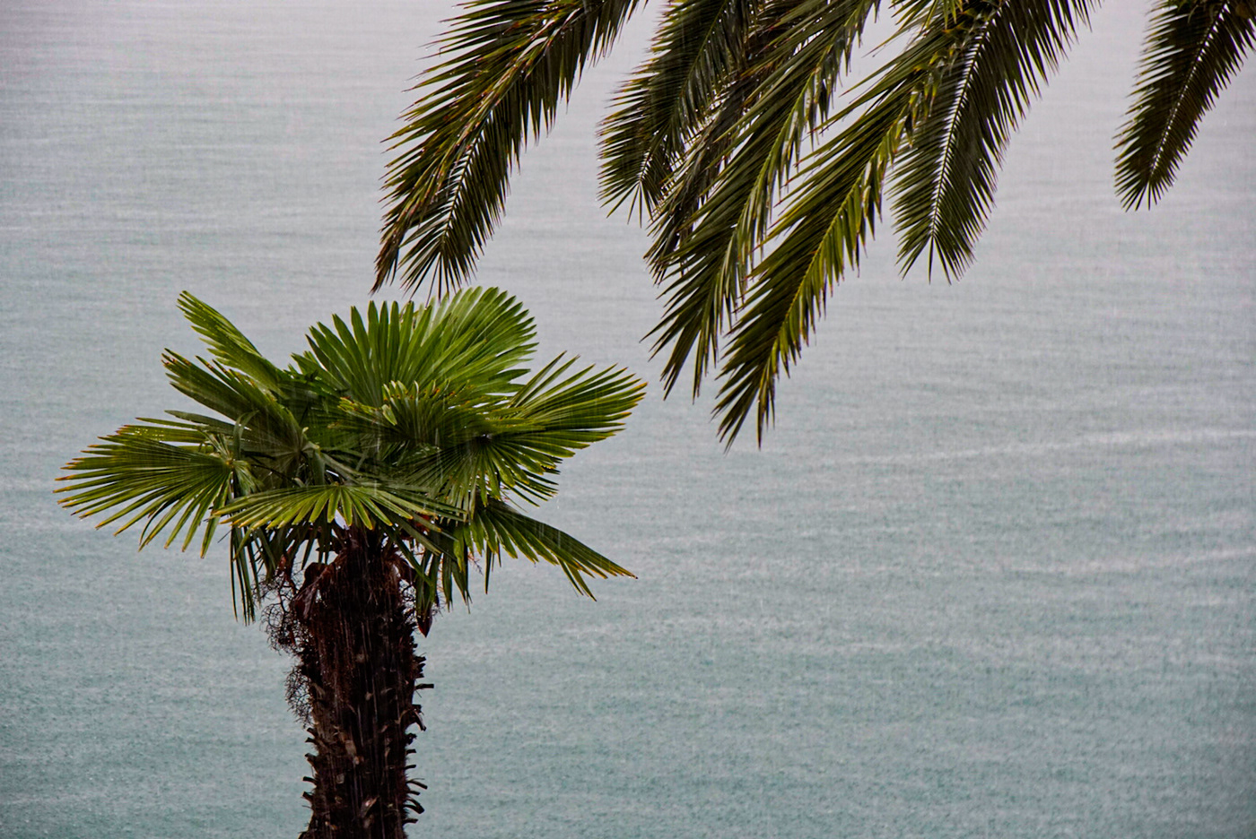 lago di garda palmtrees in the rain