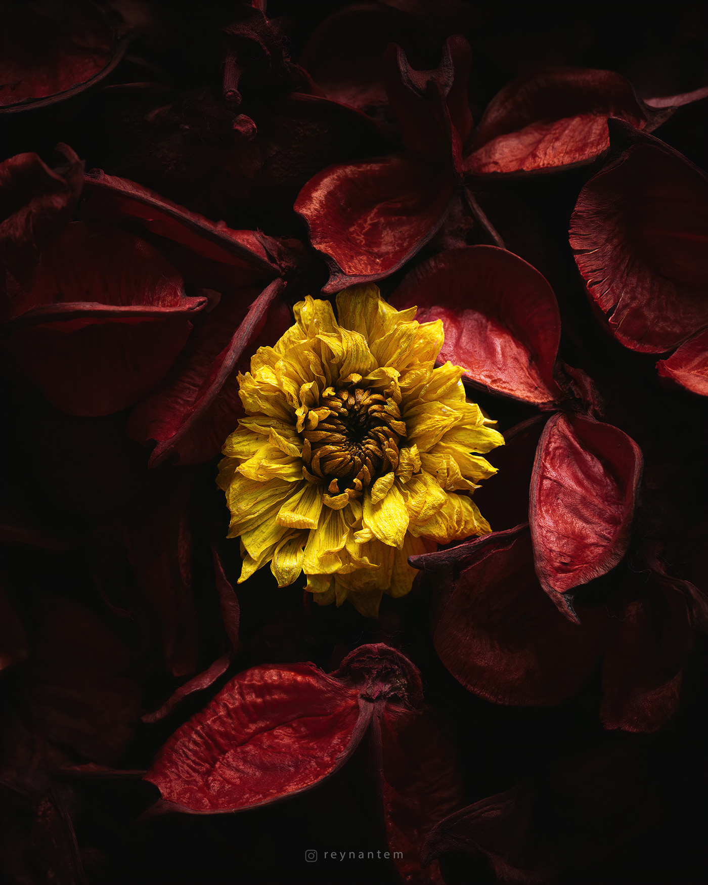 flower Flora yellow red potpourri bloom death life macro closeup