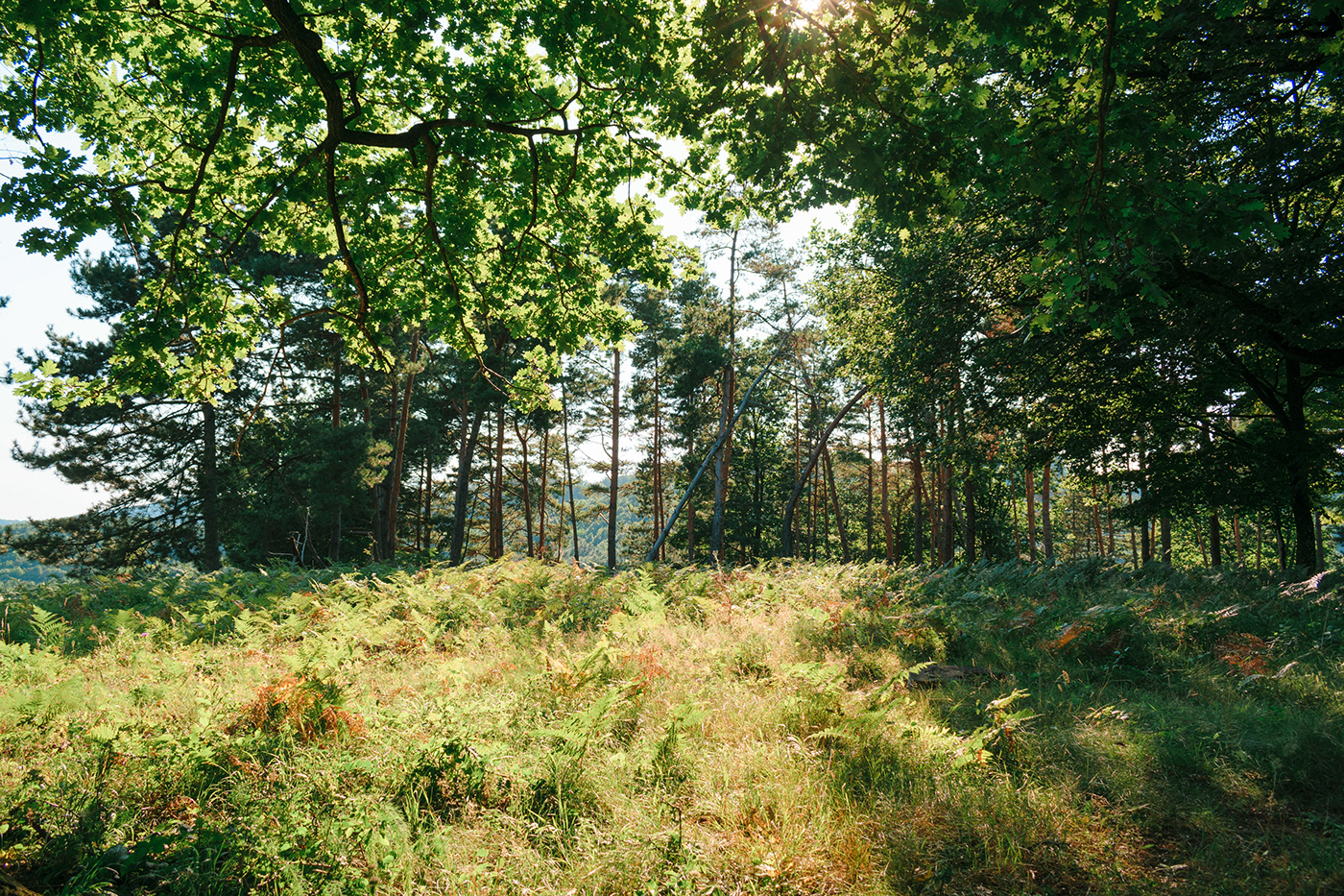 countryside Landscape Moody Nature Nikon romania summer