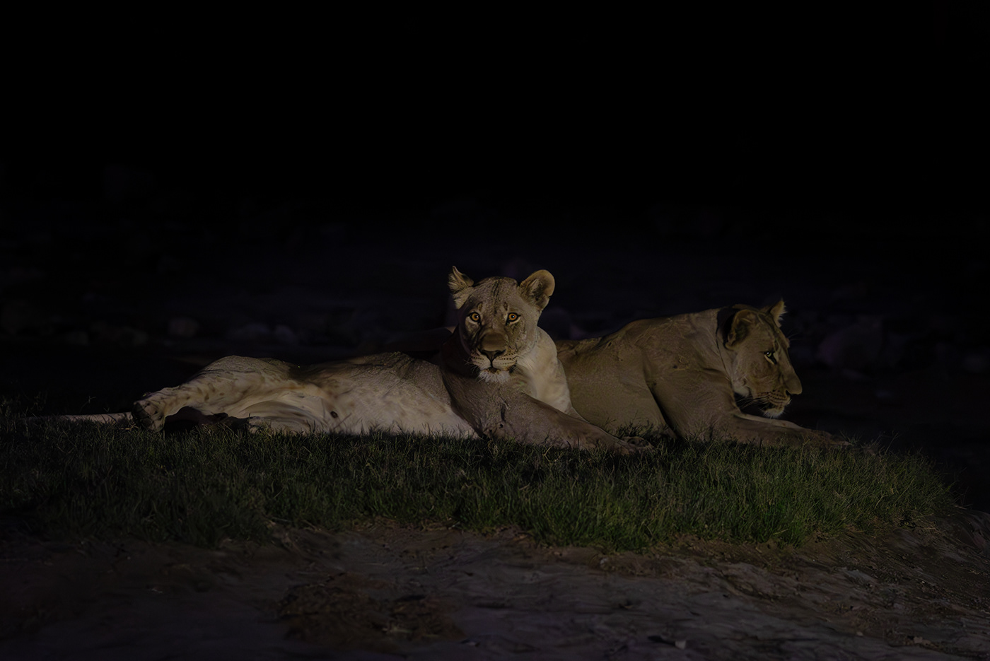wildlife Nature Lions africa animals night nature photography big cats carnivore lion