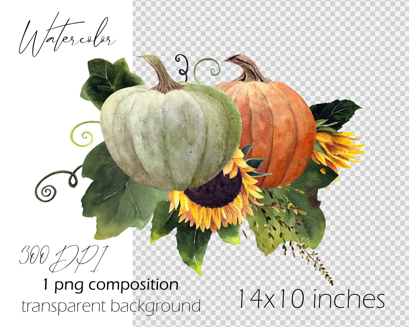 autumn Fall Flowers pumpkin pumpkins sunflower Sunflowers watercolor Watercolor clipart watercolor set