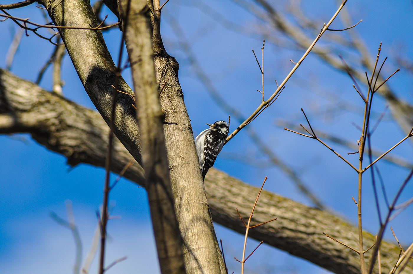 birds wilderness birding woodpeckers trees