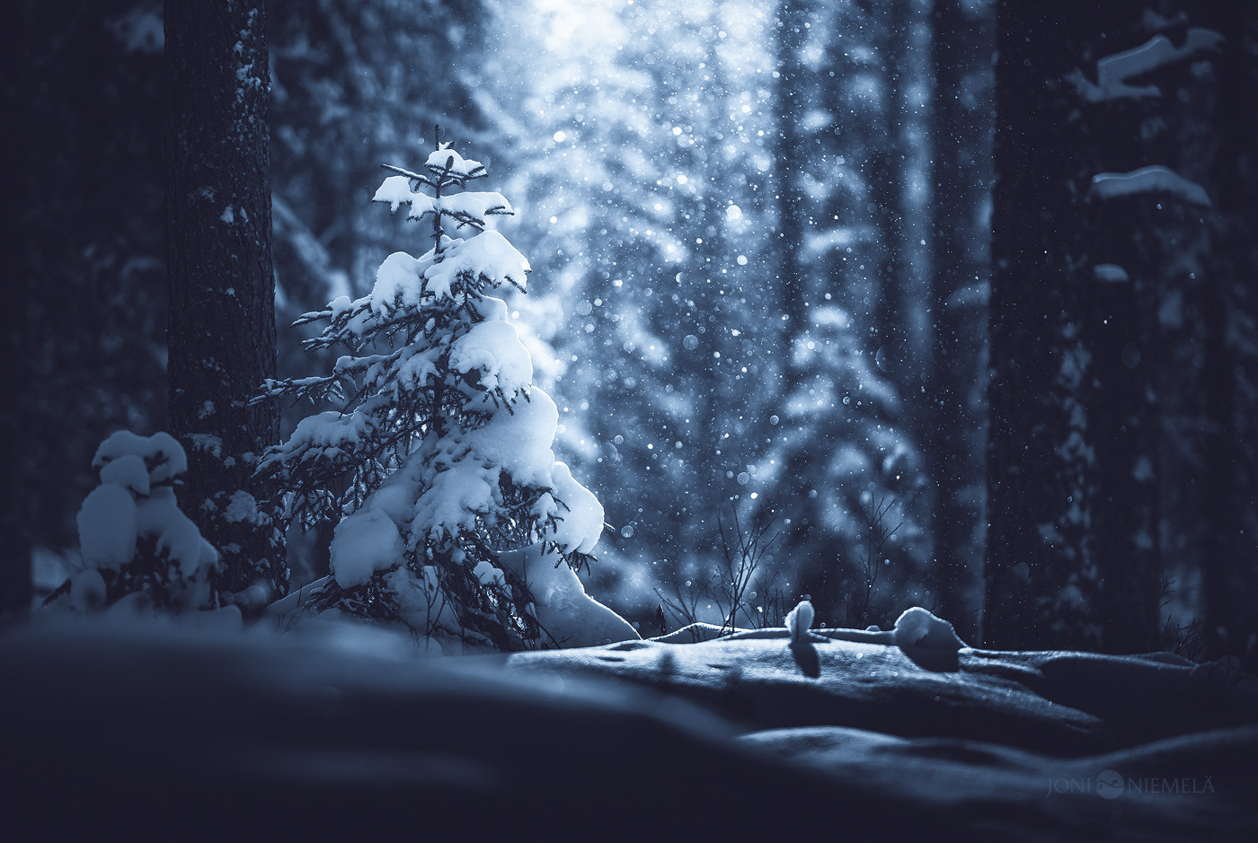 ethereal finland forest trees mist fog blue toned monochrome glow mood atmosphere