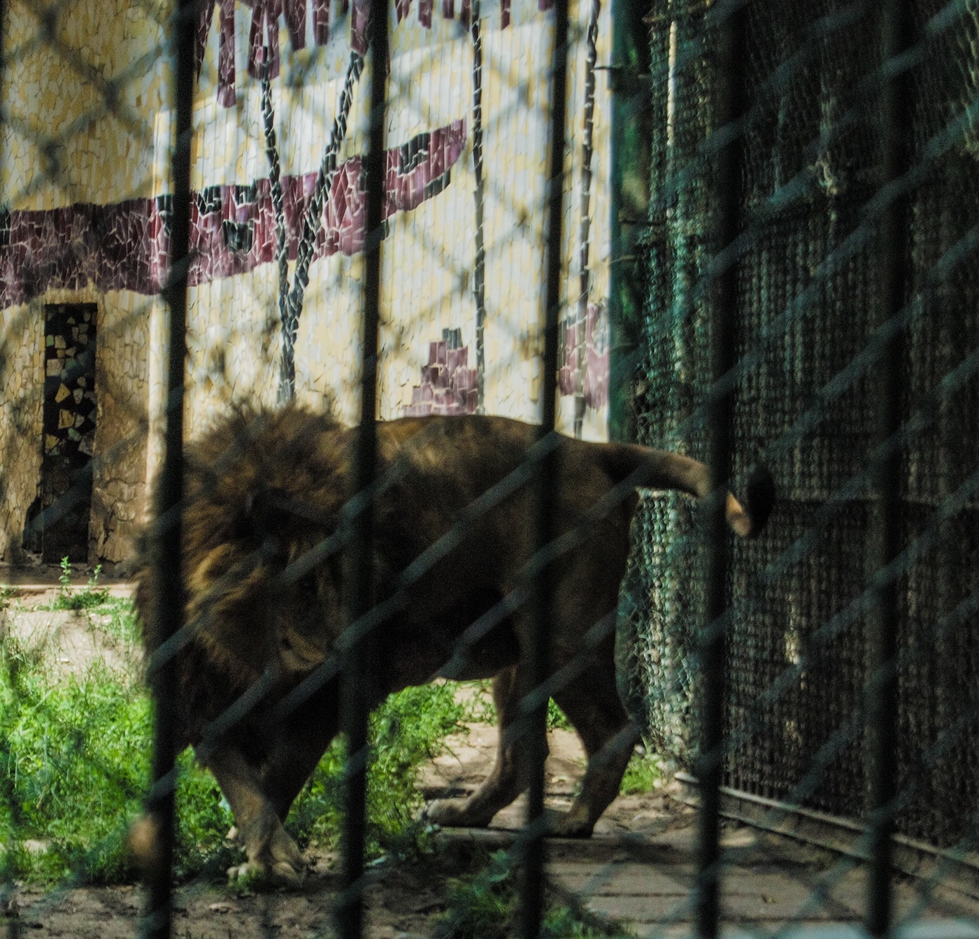 Targu Mures zoo romania Nikon D3100 animals july Photography  lightroom