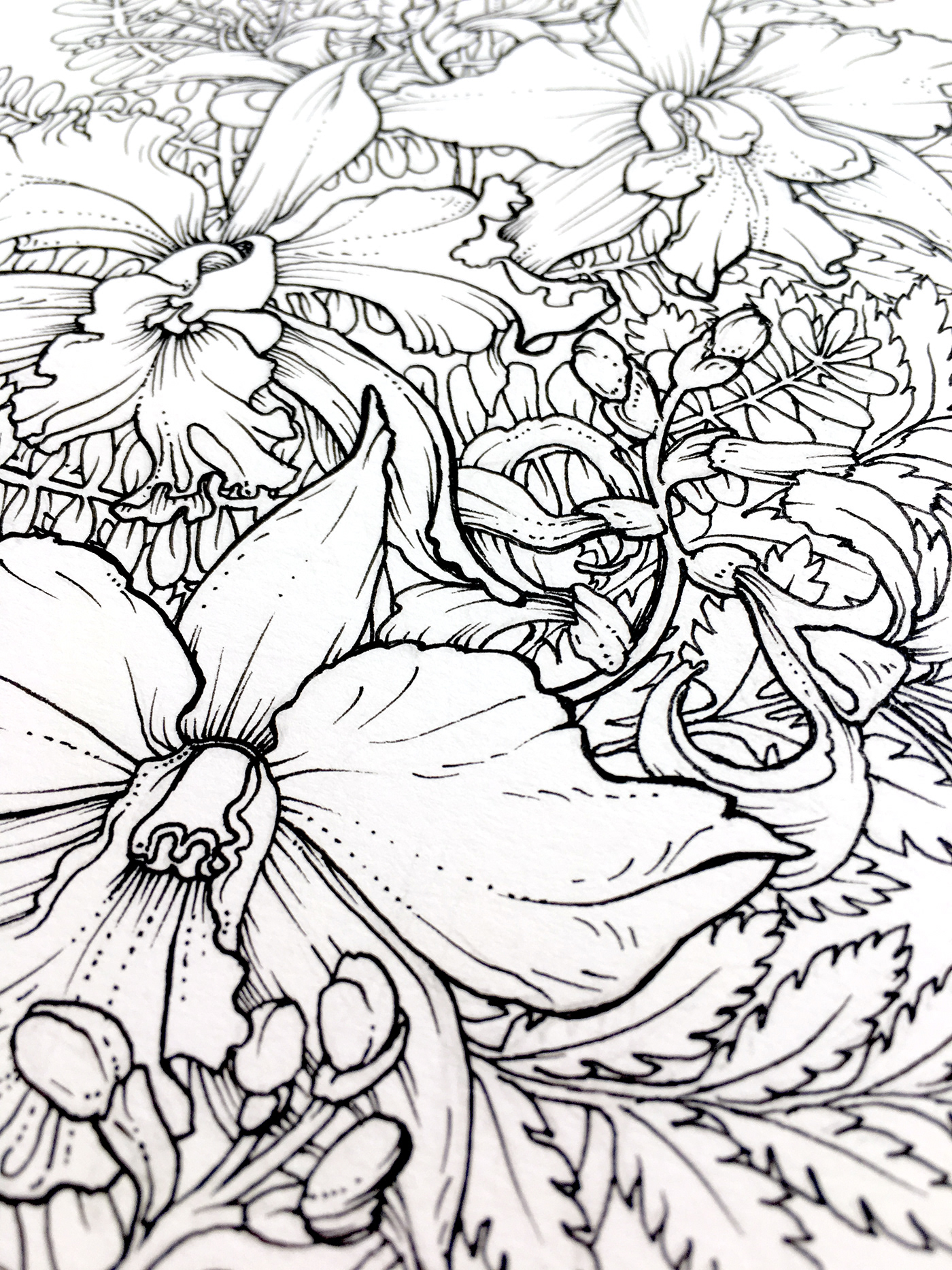 floral Flowers ILLUSTRATION  ink orchyd paper