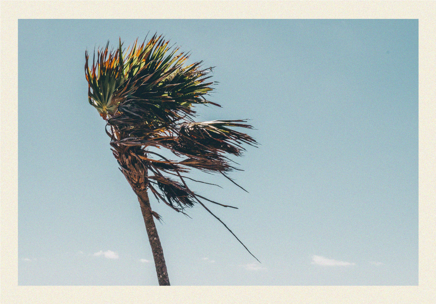 Image may contain: palm tree, sky and plant