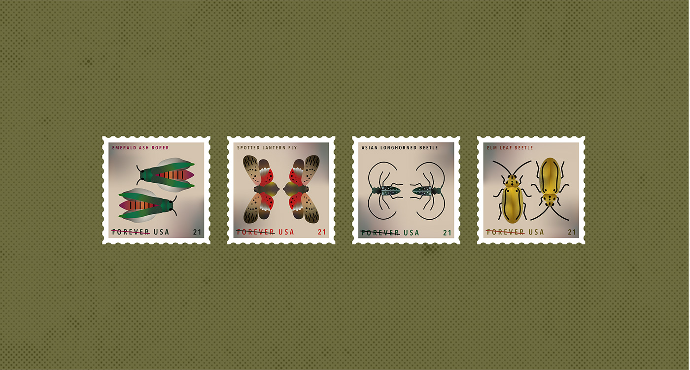 beetles Correspondence Design geometric ILLUSTRATION  Insects Invasive Species Stamp Design