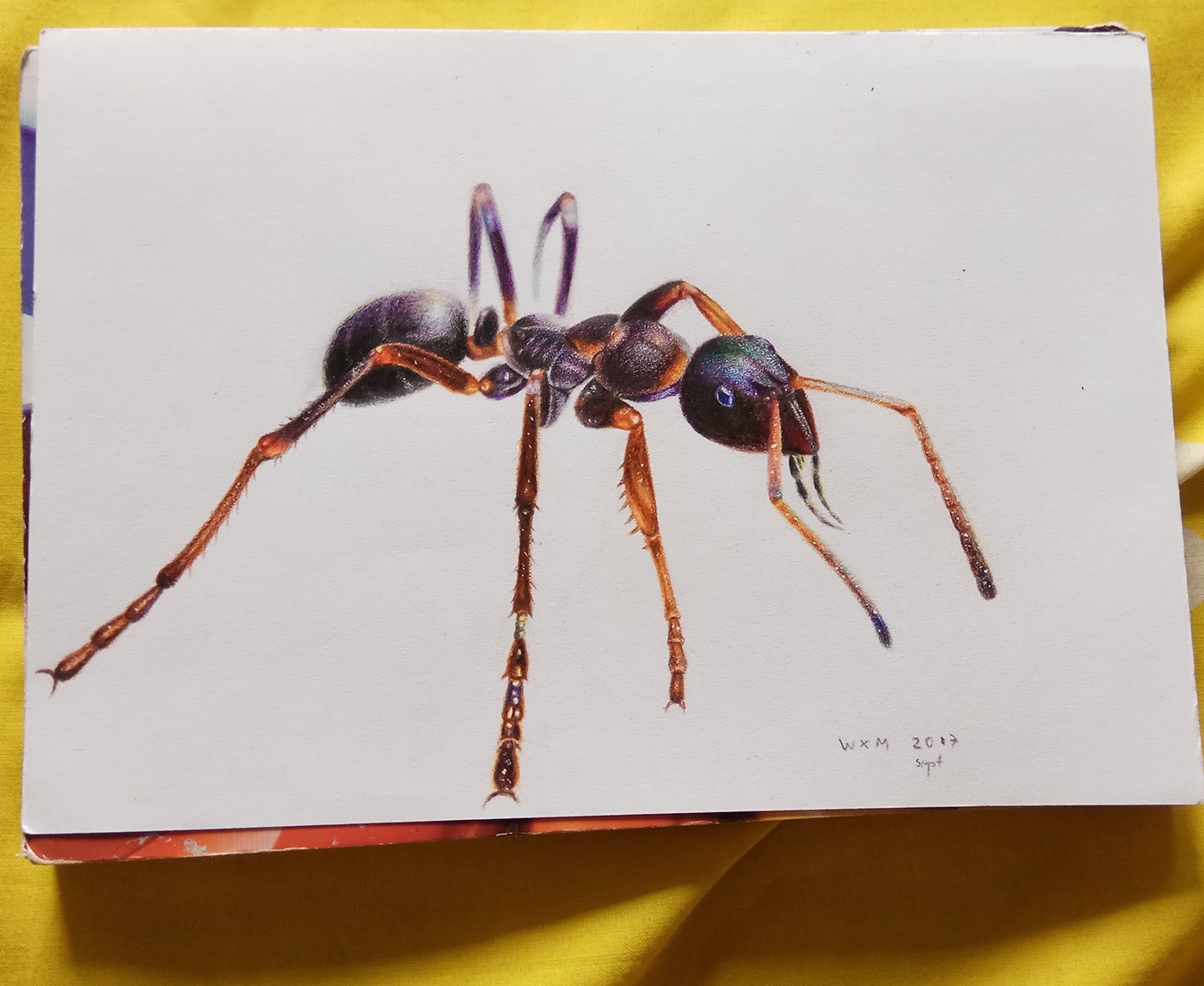 #ant#pencil#colour#drawing#realism#a5paper#art