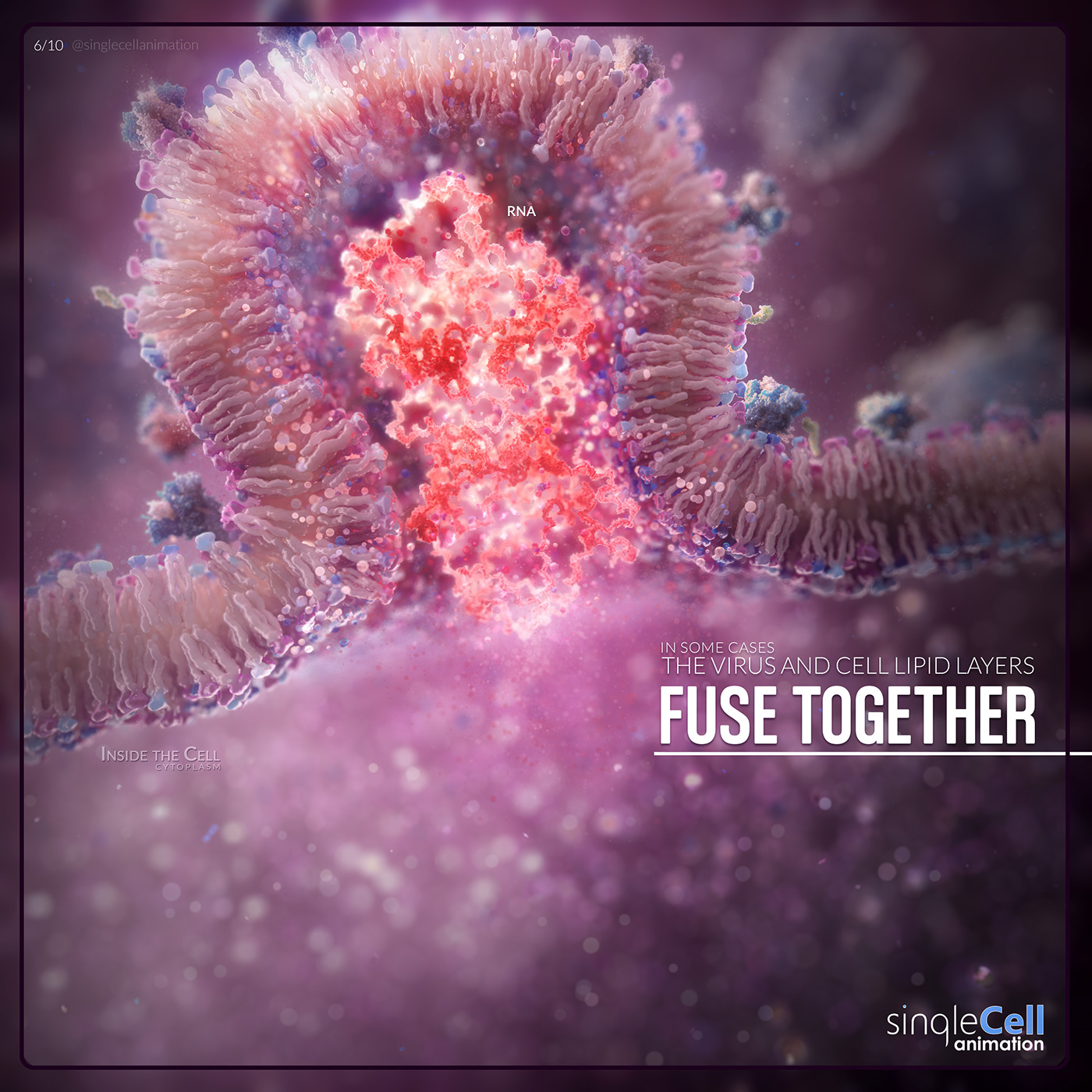 human cells undergo a structural change allowing the viral membrane to fuse with the cell membrane