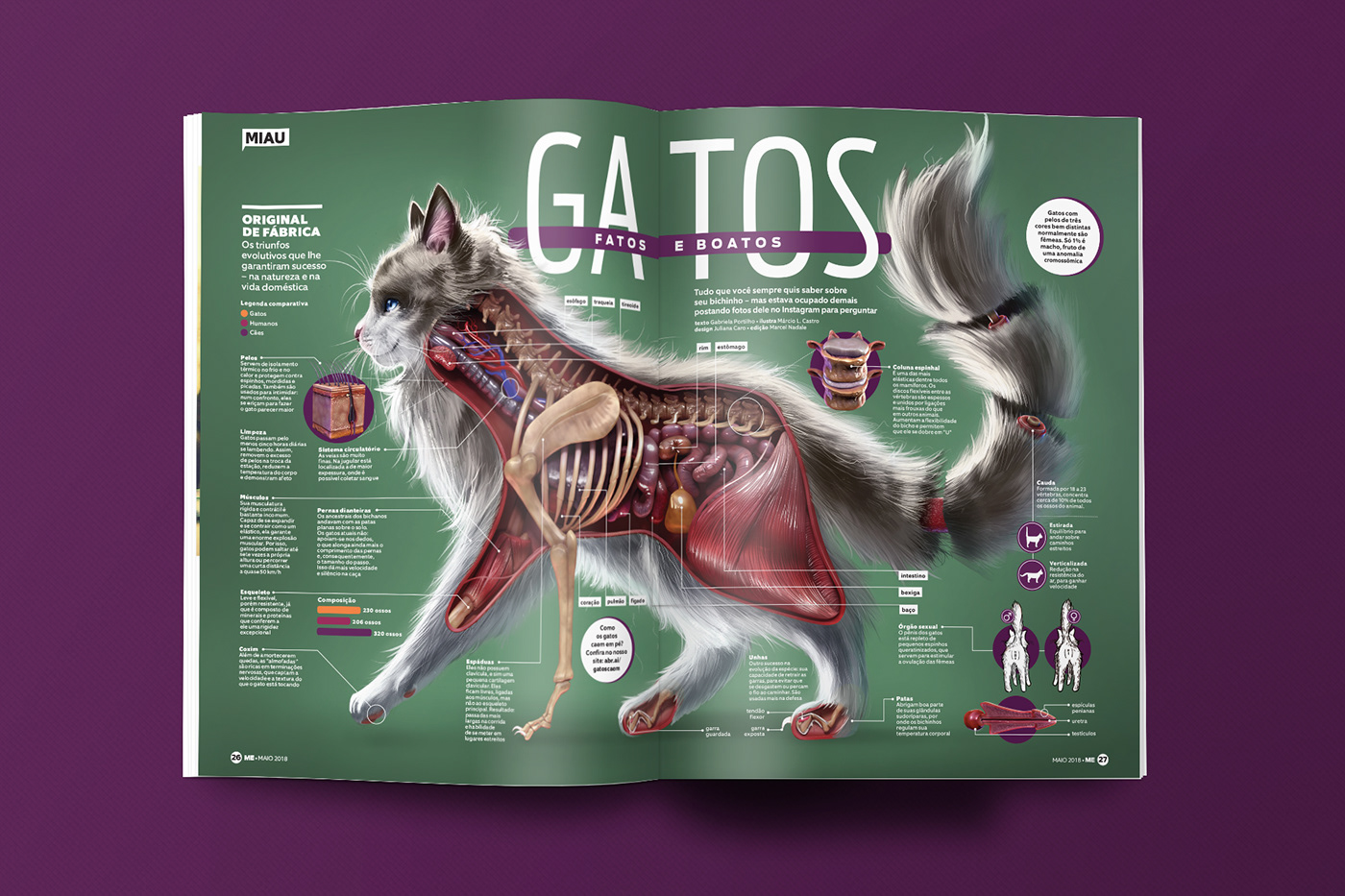 infográfico infographic cats Gato design magazine animal ciencia science Felino anatomia anatomy organs orgaos Zbrush 3D Render 2D