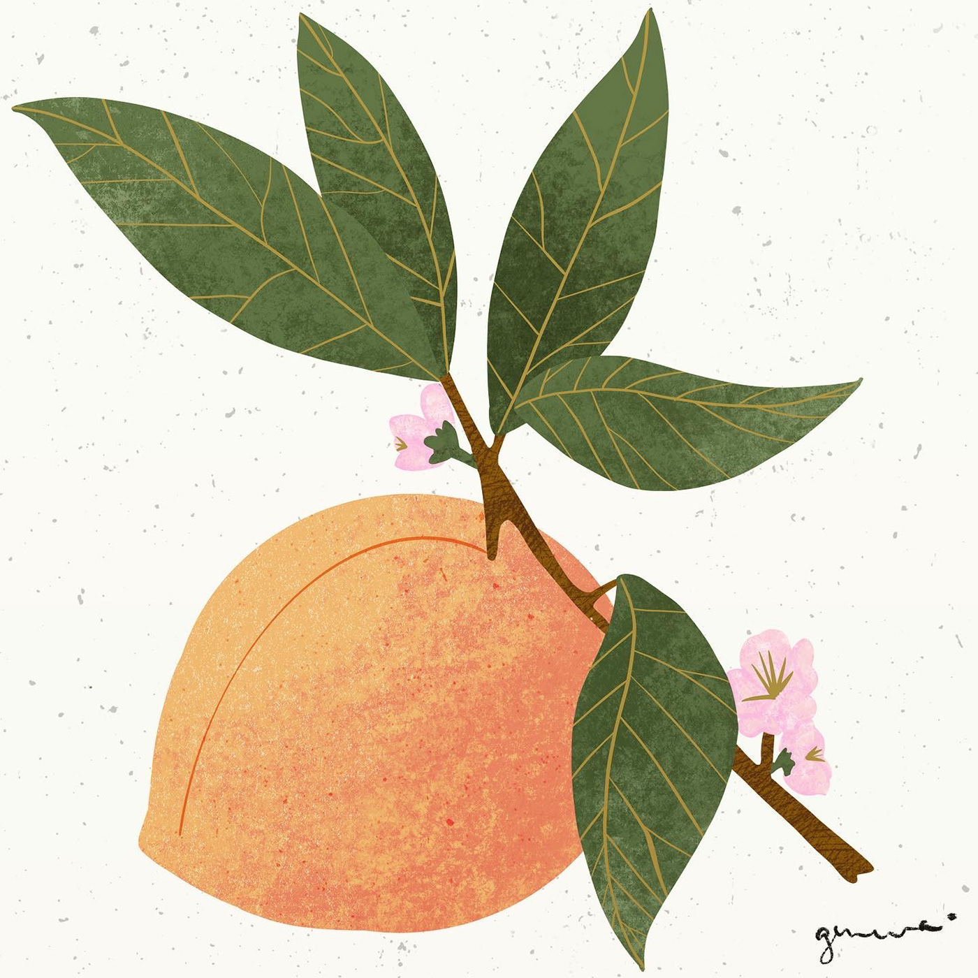 digital Fruit ILLUSTRATION  nectarine peach pink stone fruit texture