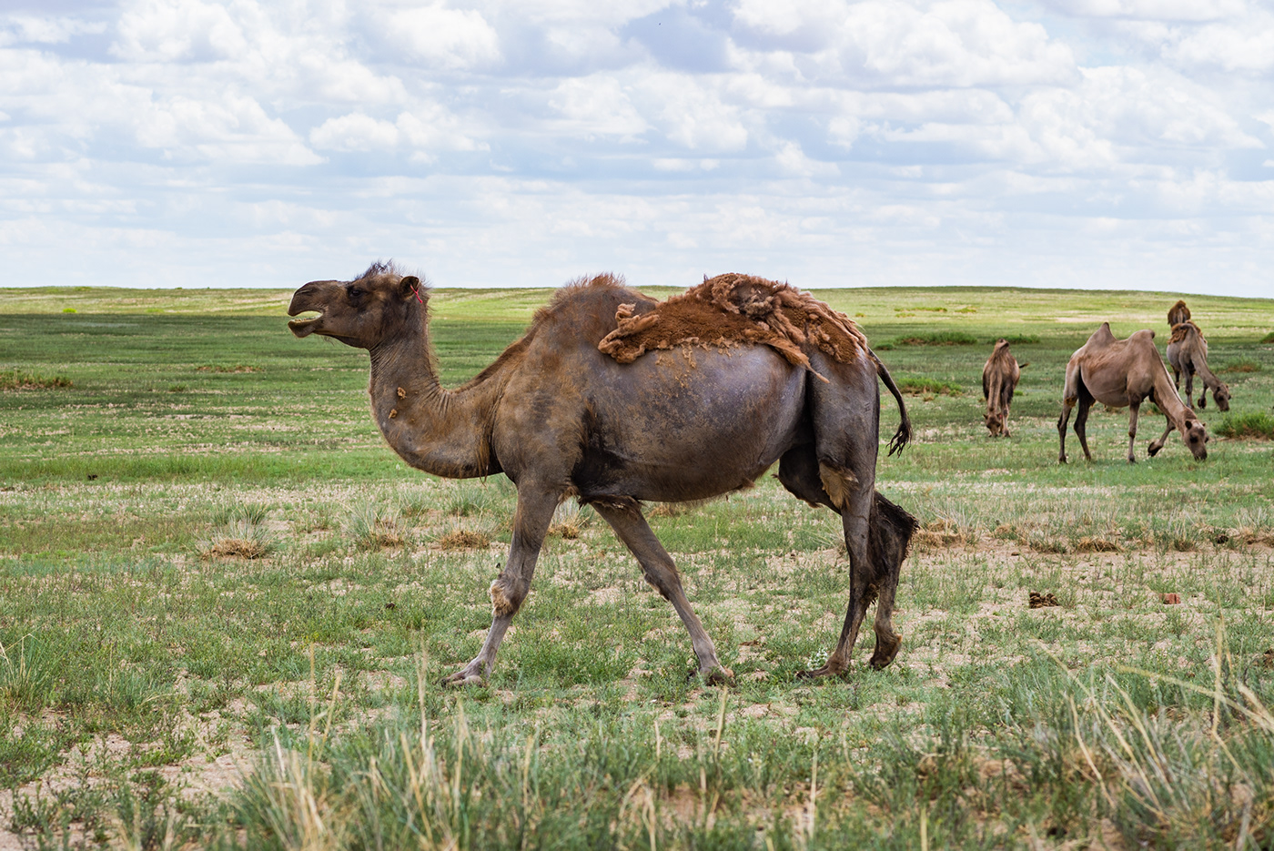 mongolia camel dromedaris animal gobi plaine dessert