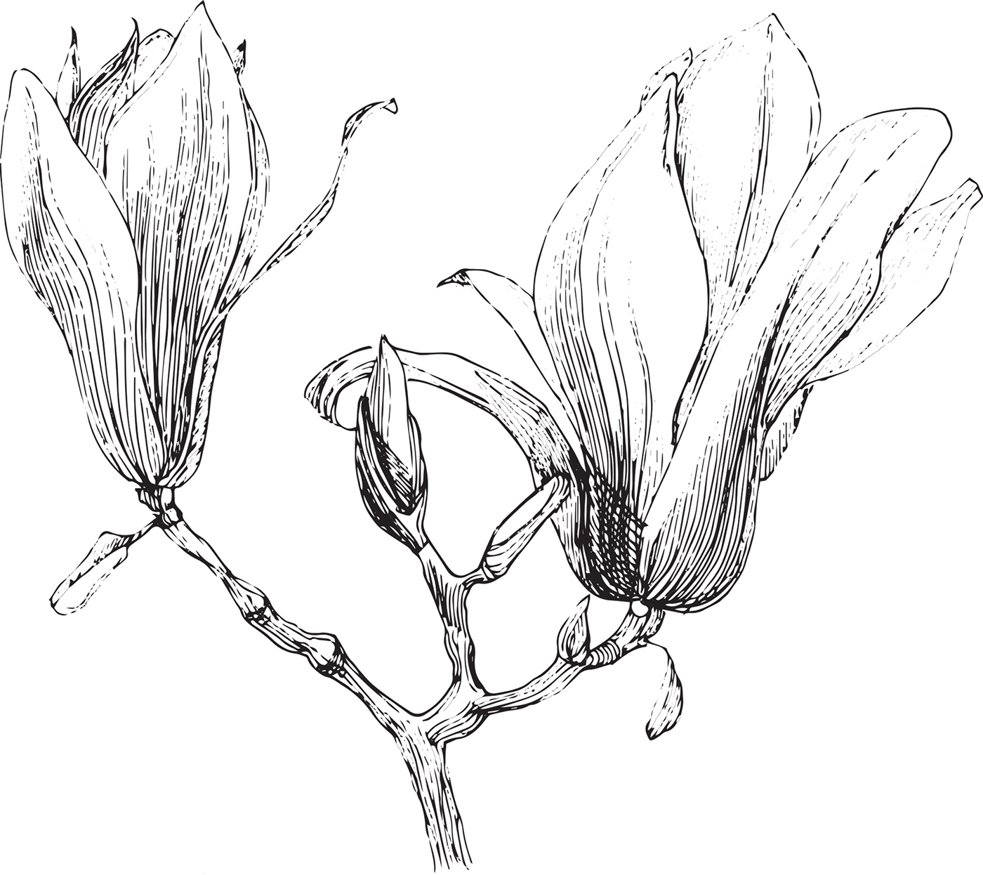 magnolia flower spring pattern